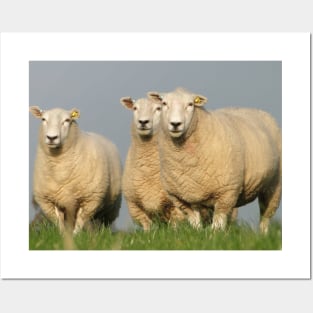 Curious Lleyn Sheep Posters and Art